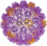 virus, вирус, 1sva, Simian virus 40, вирус SV40