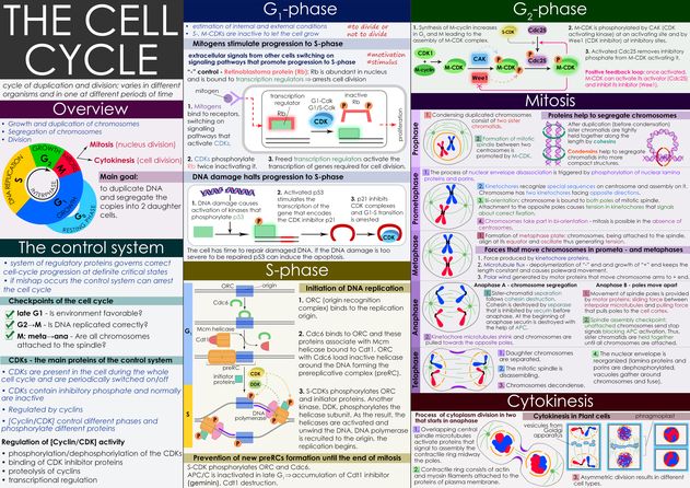 cell cycle, клеточный цикл