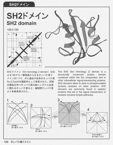sh2 domain, crease pattern, protein contact map