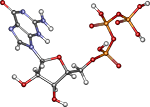 гуанозинтрифосфат, синтез белка картинки