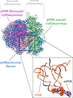 Комплекс 80S рибосома-мРНК-тРНК клетки дрожжей,синтез белка картинки