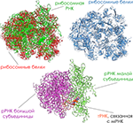 Рибосомные белки и рибосомная РНК,синтез белка картинки