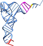узнавание тРНК аминоацил-тРНК-синтетазами, синтез белка картинки