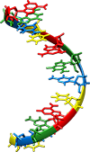 рнк, синтез белка картинки
