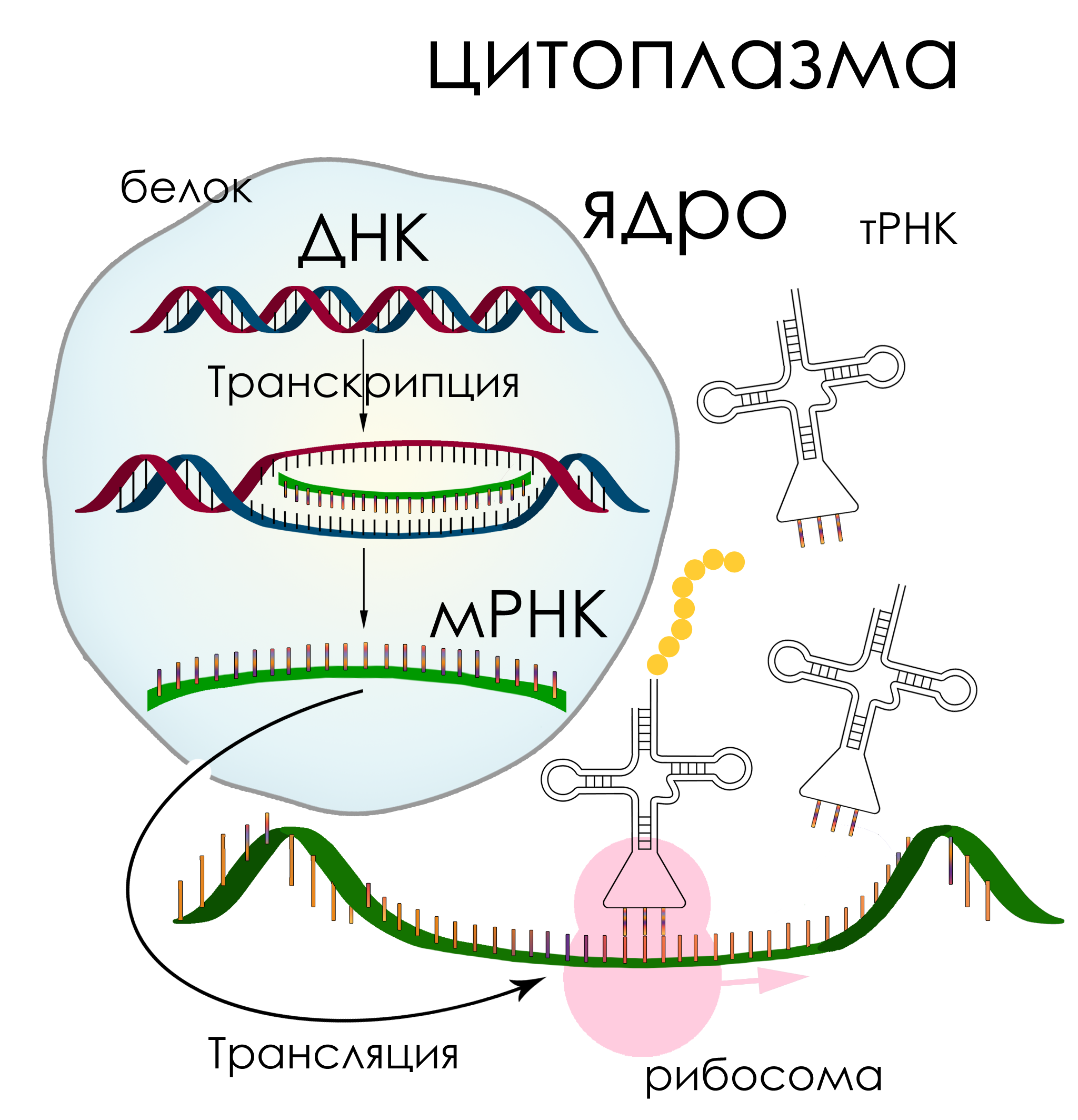 Транскрипция трансляция биосинтез. Схема трансляции синтеза белка рисунок. Синтез белка транскрипция и трансляция.