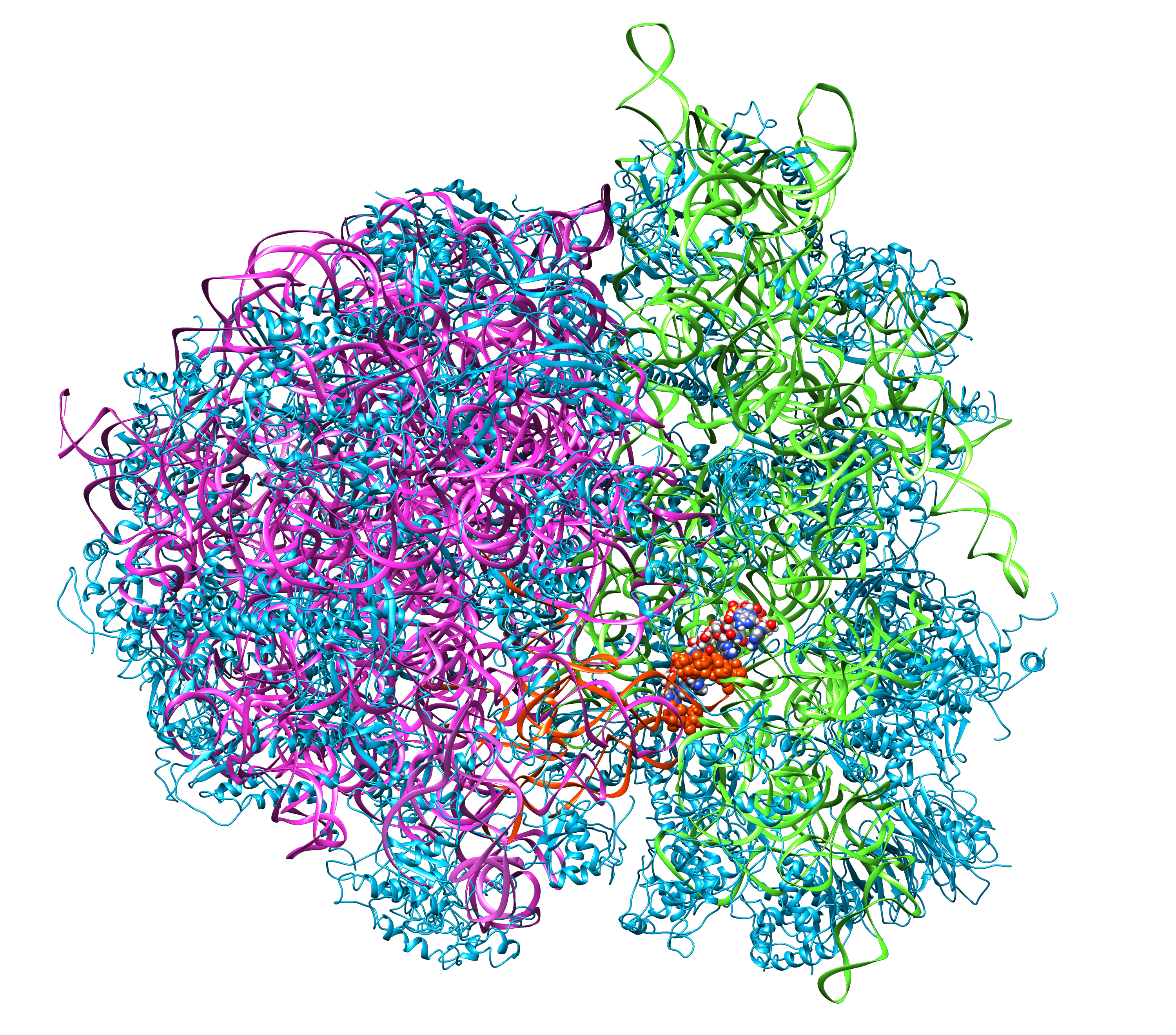 Рнк бактерии. Рибосомная РНК. Рибосомная РНК строение. Структура рибосомной РНК. Структура рибосомальной РНК.