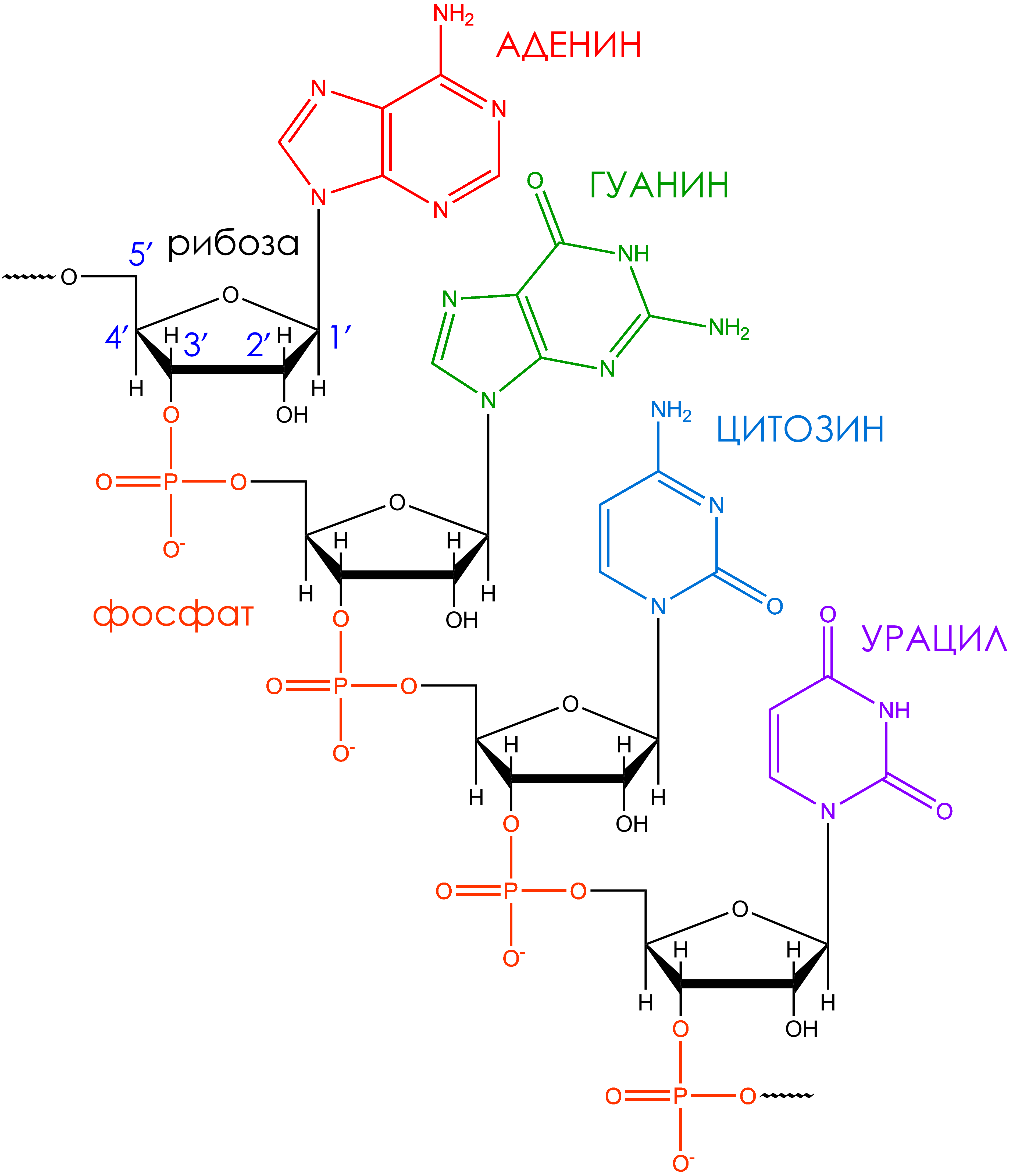 Рнк аденин гуанин. Первичная структура РНК формула. РНК строение химия. Структура РНК формула. Структурная формула нуклеотида РНК.