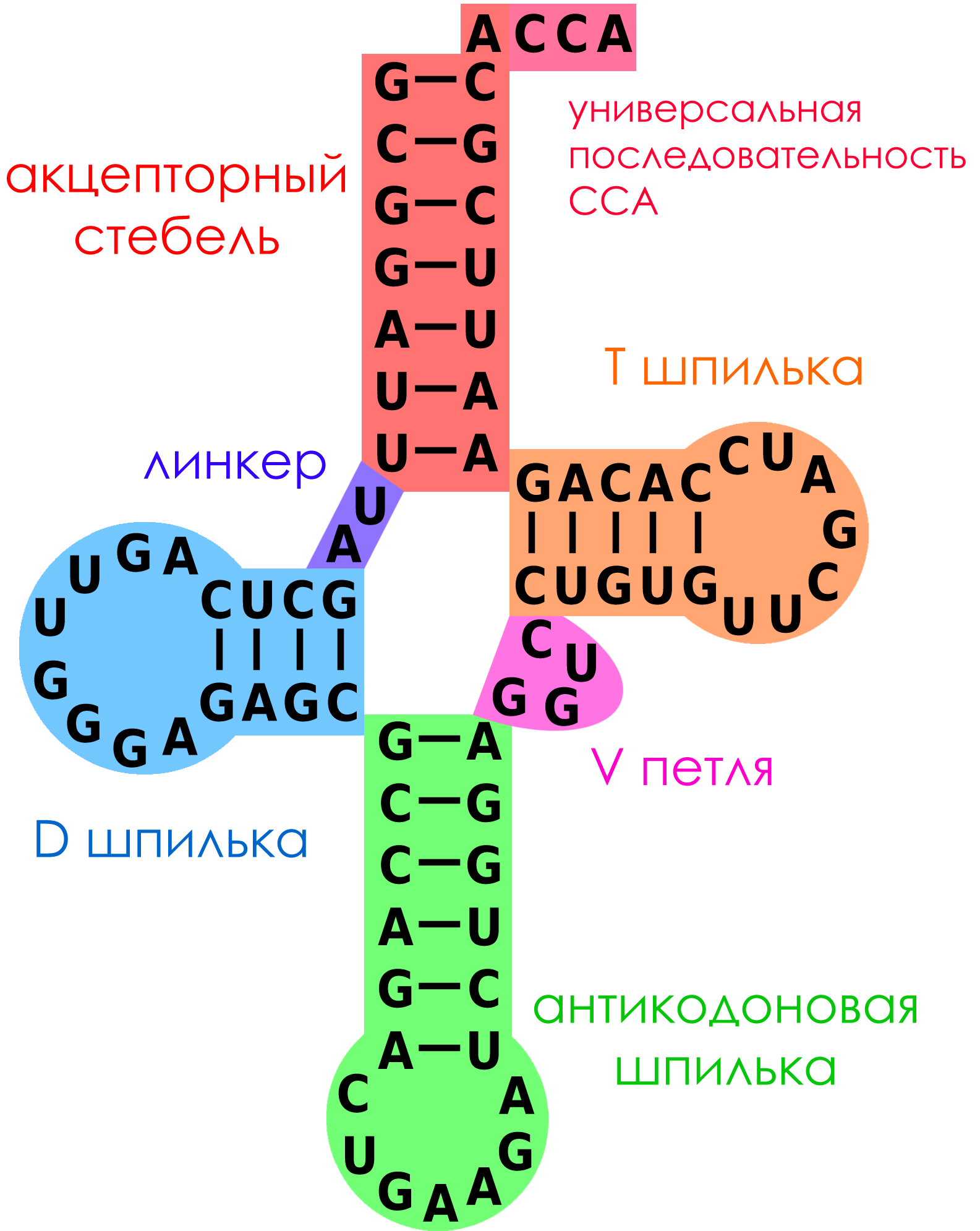 Вторичная структура ТРНК. Строение транспортной РНК. Структура транспортной РНК. Строение вторичной структуры ТРНК.